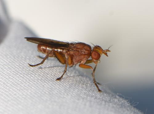 Tetanocera arrogans